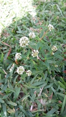 Spermacoce verticillata