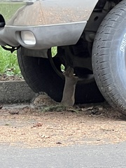 Sciurus carolinensis