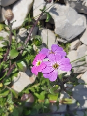 Malcolmia maritima