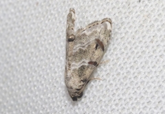 Abablemma bilineata