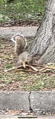 Sciurus carolinensis