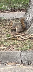 Sciurus carolinensis