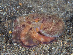Amphioctopus burryi