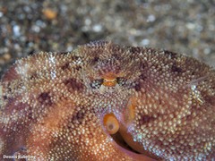 Amphioctopus burryi