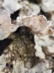 Lobarina