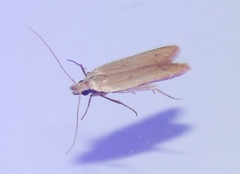 Mesophleps adustipennis