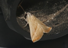 Eublemma recta