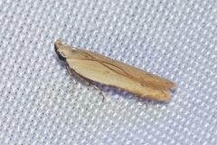 Mesophleps adustipennis
