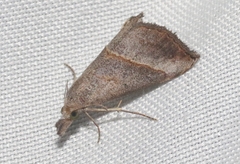 Hypena degesalis