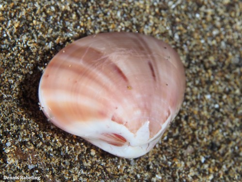 Smooth Clam