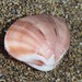 Smooth Clam - Photo (c) Dennis Rabeling, some rights reserved (CC BY-NC-ND), uploaded by Dennis Rabeling