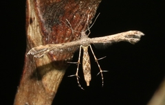 Michaelophorus indentatus