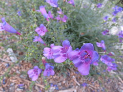 Penstemon heterophyllus