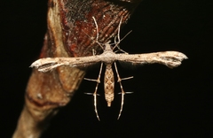 Michaelophorus indentatus