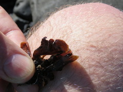 Lobophora variegata