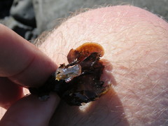 Lobophora variegata