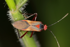 Hypselonotus interruptus