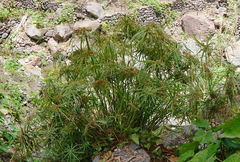 Cyperus alternifolius image