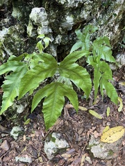 Tectaria heracleifolia