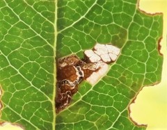 Bucculatrix bechsteinella