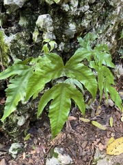 Tectaria heracleifolia