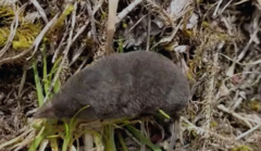 Cryptotis nigrescens