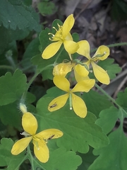 Chelidonium majus