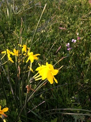 Narcissus jonquilla