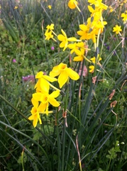 Narcissus jonquilla