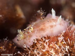 Peltodoris punctifera