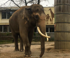Elephantidae