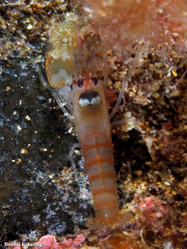 Representative image of Alpheus dentipes