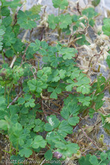Thalictrum alpinum