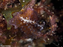 Thysanozoon brocchii