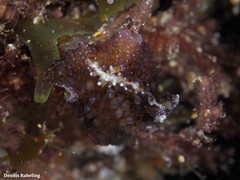 Thysanozoon brocchii