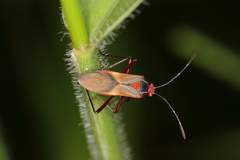 Hypselonotus interruptus