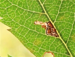 Bucculatrix bechsteinella