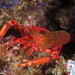 Two-Claw Shrimp - Photo (c) Dennis Rabeling, some rights reserved (CC BY-NC-ND), uploaded by Dennis Rabeling