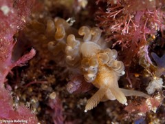Spurilla neapolitana