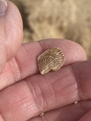 Isognomon perna