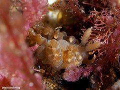 Spurilla neapolitana