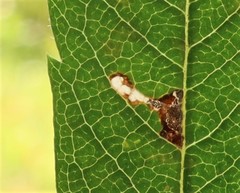 Bucculatrix bechsteinella