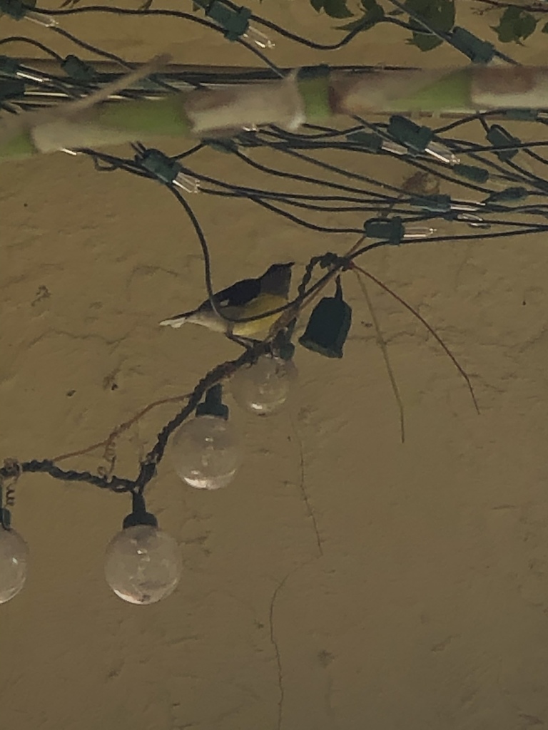 Puerto Rican Bananaquit