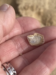 Isognomon perna