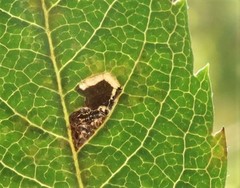 Bucculatrix bechsteinella