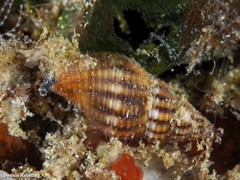 Aplus assimilis