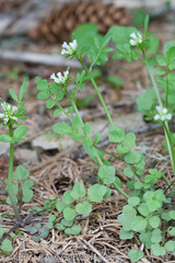 Cardamine umbellata