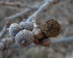 Andricus caliciformis