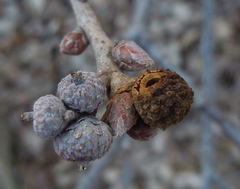 Andricus caliciformis