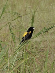 Euplectes capensis crassirostris